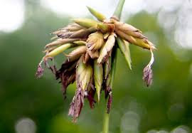 Image result for Bambusa vulgaris