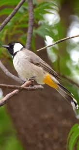 Brown Small Birds Of South Africa Pin On Pictures Birds