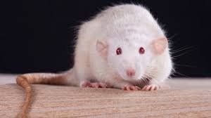 By gerry buscis and barbara somerville | mar 1, 2000. Facts Myths Pet Rats Youtube