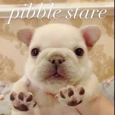 Dog hosted online