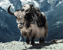 Image result for yak