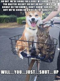 There haven't been many giggles since the uk went into lockdown in march but at least you can count on social media memes to make you smile while you're in quarantine. He S The Fed Up Feline Meme On Imgur