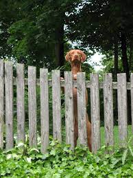 The first step in creating a dog run is choosing the right location. Dog Run Ideas How To Build A Backyard Dog Run Install It Direct