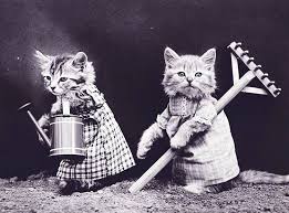 Dowcipy o kotach. 🟢 Kawały z kotem. Koci humor i żarty, koty na wesoło