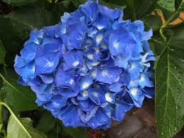 Check spelling or type a new query. Iron Hydroxide From Rusty Nails And Steel Wool Makes The Soil Alkaline Which Produces These Beautiful Blue Hydrangeas Gardening Tips Pinterest