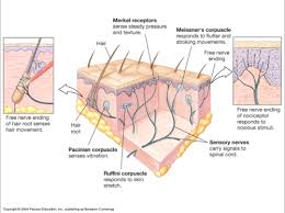 Merkel disks are mechanoreceptors in the skin (beneath the epidermis), which are sensitive but also slowly adapting, and are found in particularly high concentration in skin on the outer extremities, the lips and on the outer genitials. Neuroscience Lecture 8 Sensory Systems And Pain Flashcards Quizlet