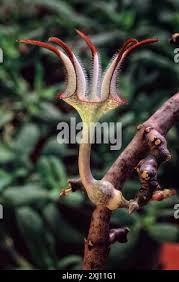 Image result for Ceropegia incana