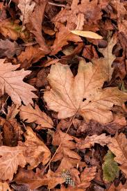 Herbstbild Herbst Dekoration Herbst Im Garten Gartenpflege Im Herbst Graser Petra Pelz Gartenbilder Tau Pf Pflanzen Garten Design Garten Planen