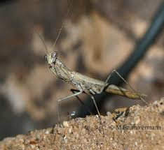 Image result for Millettia lasiantha