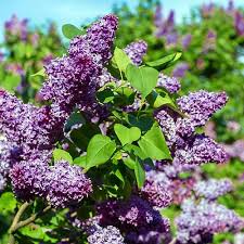 Browse our wide selection of beautiful accent trees, flowering shrubs, & perennials. 23 Of The Best Lilac Varieties Gardener S Path