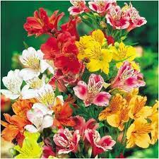 Peruvian Lily Seeds Dr Salters Mixture Alstroemeria Hybrida Lily Seeds Peruvian Lilies Alstroemeria