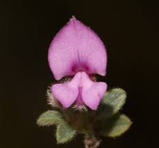 Image result for Indigofera charlieriana