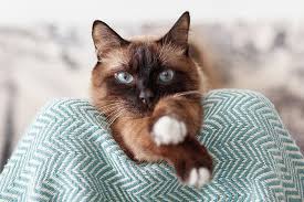 Colon cancer in cats is difficult to treat, however, and most cats diagnosed with the disease live for no longer than one year. What Is The Life Expectancy For Cats With Ibd Charlotte Vet Prognosis For Cats With Ibd
