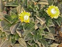 Image result for Nananthus