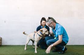 Syed azmi alhabshi couldn't hide is delight at the success of his event: Learn How To Approach A Dog Battersea