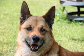 What is a husky and german shepard mix called? 608 Akita Shepherd Photos Free Royalty Free Stock Photos From Dreamstime