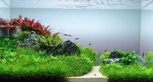 Best Aquarium Magnet Cleaner Top Pick Reviews Aquarium Planted Aquarium Plants