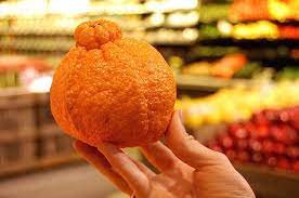 We did not find results for: What Is A Sumo Orange