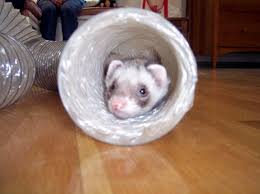 how to make a ferret tunnel a home