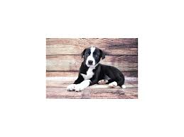 Border Collie Puppies Petland San Antonio