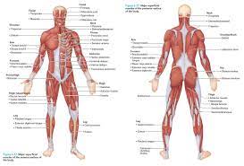 Essentials Of Human Anatomy Physiology Body Muscle Anatomy Human Anatomy And Physiology Human Anatomy