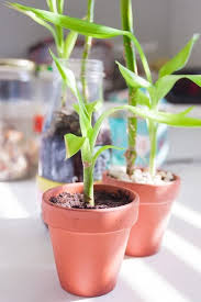 J'ai parcouru ce forum et lu la réalité du devenir des tiges de lucky bambou que fleuristes et jardineries nous vendent en ce moment pour mettre dans des vases je comprends mieux pourquoi certaines tiges ont jauni. Lucky Bambou Dans L Eau Vous Allez Etre Surpris Guide Complet 2021
