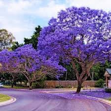 Tesis, mar caddesi'ne 1,5 km, funchal katedrali'ne ise 2,1 km uzaklıktadır. Jacaranda Azul Mimoso Jacaranda Mimosifolia Bignoniaceae 5 Sementes Soflor Sementes
