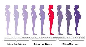 Valla geçen ay gittim de 24 haftalık olması lazım di 2 hafta geriden geliyor dedi 22 haftada 3 günlük dedi 550 gram dı iğne. Gebelikte Hafta Hafta Bebegin Boyu Ve Kilosunu Hesaplama Gebe Com