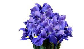 Check spelling or type a new query. 10 Most Romantic Flowers For The Woman You Love