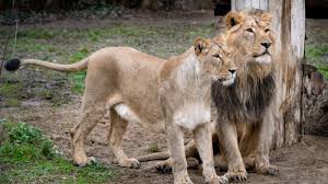 Image result for asiatic lion