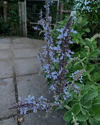 Image result for Coleus hadiensis