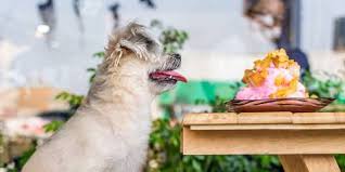 At myrtle beach koa, our camping sites offer an experience for every kind of camper. Pet Friendly Restaurants In Myrtle Beach Retreat Myrtle Beach