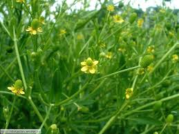 Image result for Ranunculus sceleratus