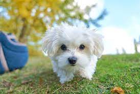 Maltezul este o rasa alba micuta de caini apartinand grupului animalelor de casa si poodle. 9 Curiozitati Despre Bichon Maltez Mini Toy In LesÄ