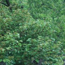 The powdery mildew fungus prefers wet conditions and cool or warm weather. What Made My Good Plant Go Bad Finegardening