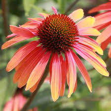 Sonnenhut Echinacea Purpurea Rainbow Marcella Orange Sonnenhut Garten Anpflanzen Gartenboden