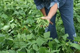 Check spelling or type a new query. Harvesting Green Beans Picking Like A Pro