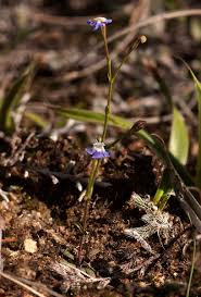 Image result for Linderniella wilmsii