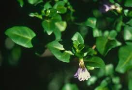 Image result for Sclerochiton