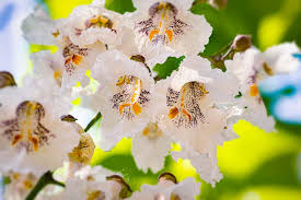 Image result for Catalpa