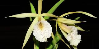 Image result for Vandellia subracemosa