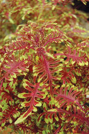 Coleus Bonefish Shade Plants Foliage Plants Shade Garden