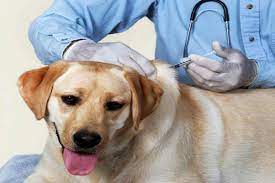 5 Facts About The Bordetella Vaccine For Dogs