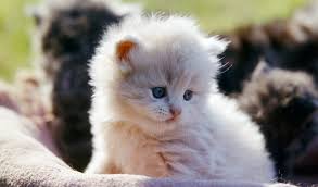Search for your specific breeds nutritional requirements. Persian Cat Breed Information