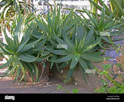 Image result for Aloe zebrina