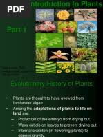 Image result for Eriosema tisserantii