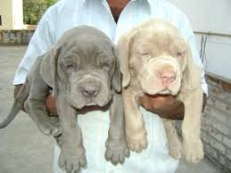 Blue Tawny Bully Breeds Dogs Pitbull Mix Puppies Cute Puppies