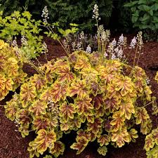 You'll also find cushions, vases, artificial plants and flowers and as well as furniture. Heucherella Solar Eclipse Red Brown Leaves That Are Bordered In Lime Green Sprays Of White Bell Flowers 2x 9cm Pots 10 Broadway Road Nurseries