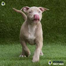 All of our puppies come with an. Red Nose Puppy Champagne Pitbull Forest House Kennel