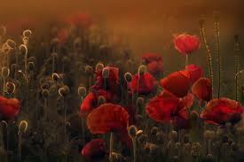 Roter Mohn Mohnblume Traumbilder Foto Bilder